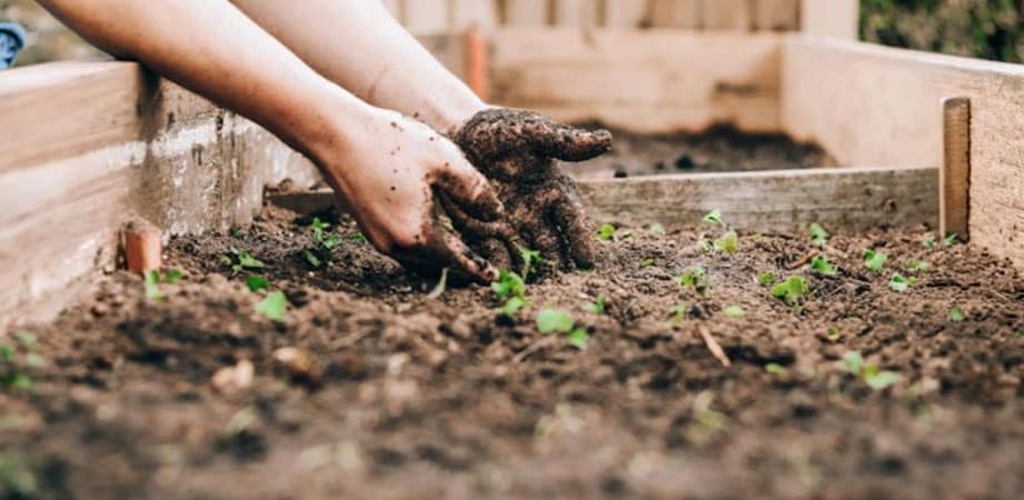 mani sporche di terra dell’orto